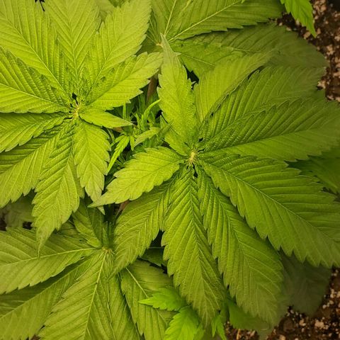 GDP growlog photo: ❤️ 