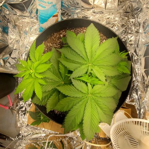 GDP growlog photo: ❤️ 