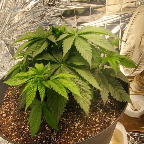 GDP growlog photo: ❤️ 