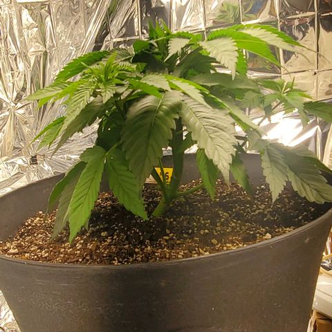 GDP growlog photo: ❤️ 