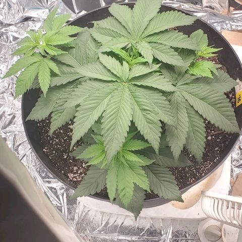 GDP growlog photo: ❤️ 