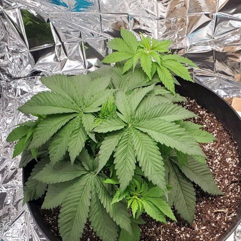 GDP growlog photo: ❤️ 