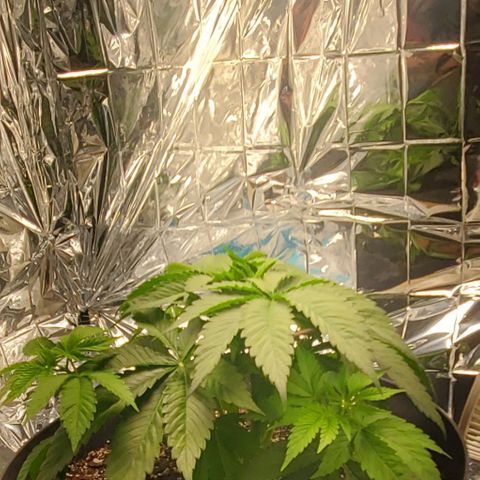 GDP growlog photo: ❤️ 