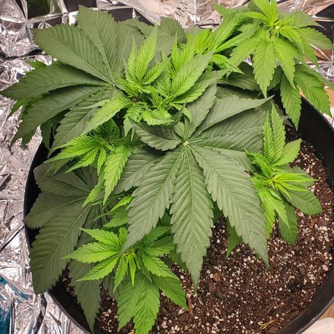 GDP growlog photo: ❤️ 