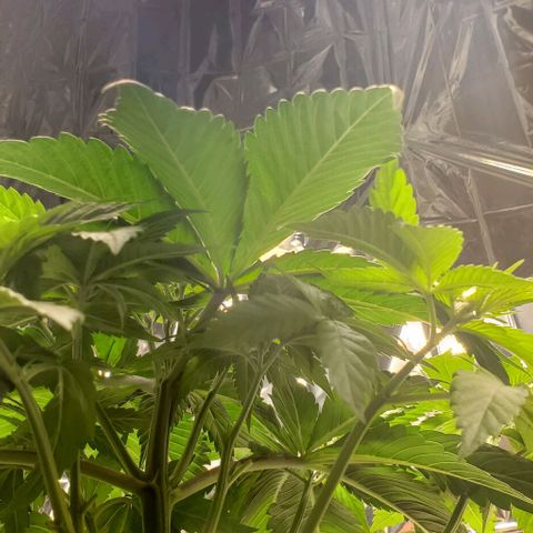 GDP growlog photo: ❤️ 