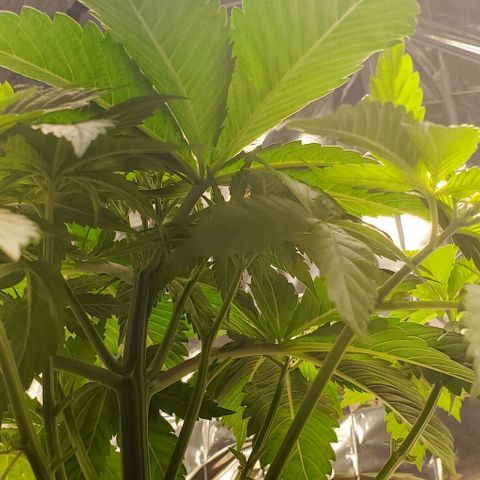 GDP growlog photo: ❤️ 