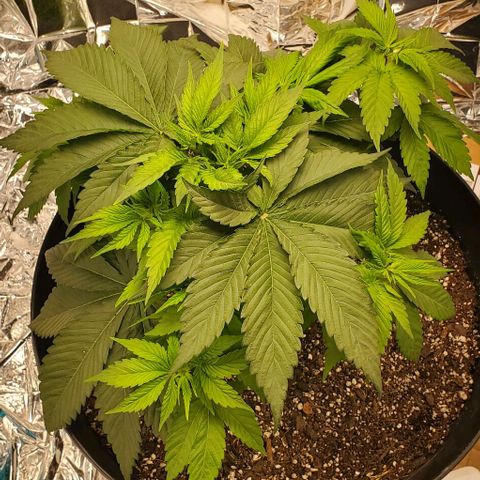 GDP growlog photo: ❤️ 