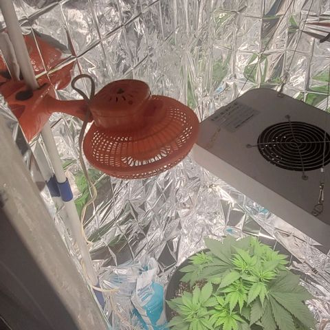 GDP growlog photo: New fan.