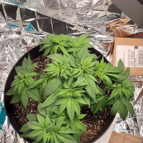 GDP growlog photo: ❤️ 