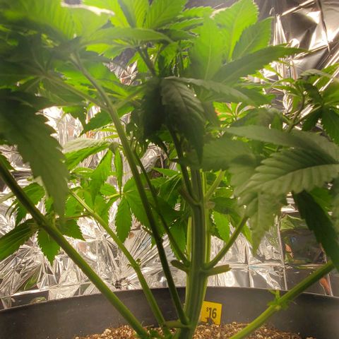 GDP growlog photo: ❤️ 