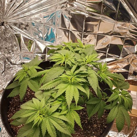 GDP growlog photo: ❤️ 
