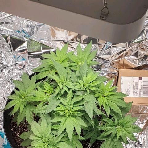 GDP growlog photo: ❤️ 