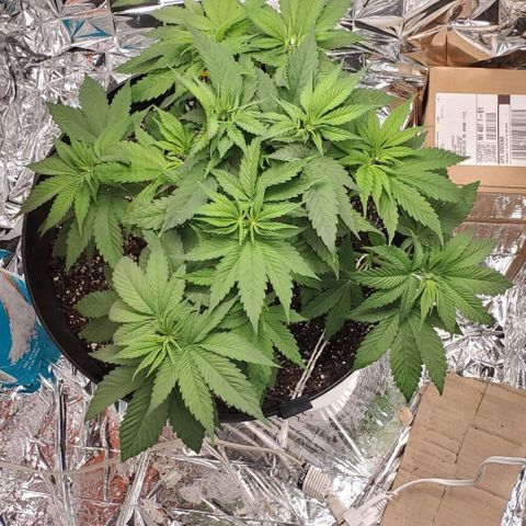 GDP growlog photo: ❤️ 