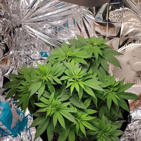 GDP growlog photo: ❤️ 