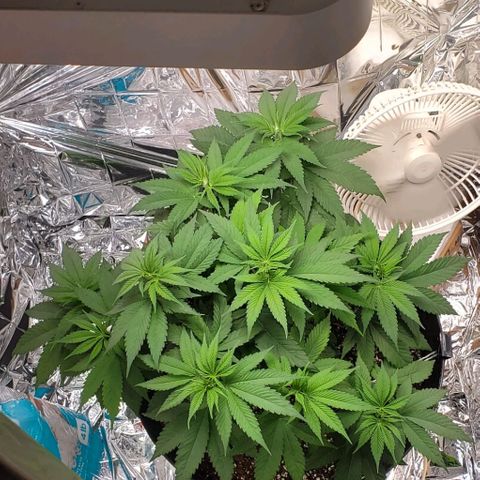 GDP growlog photo: Love