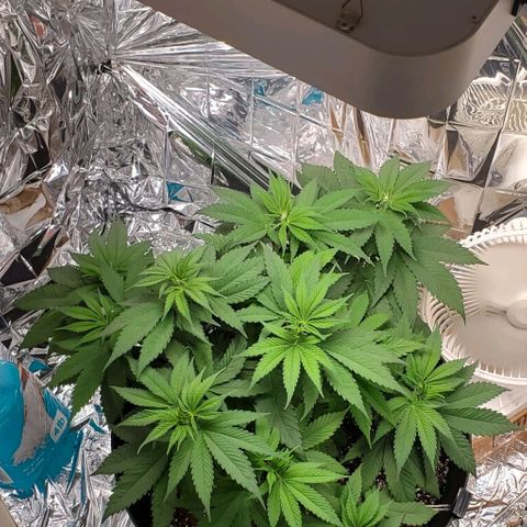 GDP growlog photo: Love