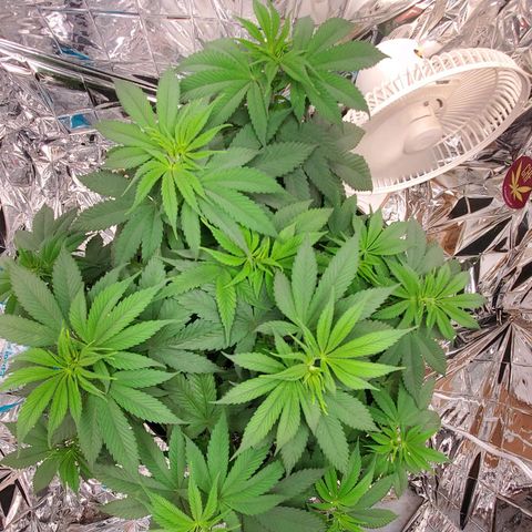 GDP growlog photo: ❤️ 