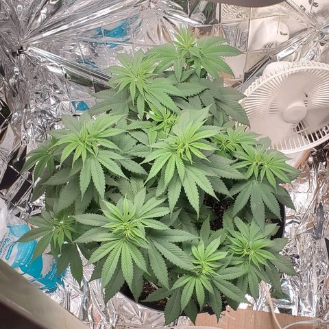 GDP growlog photo: ❤️ 