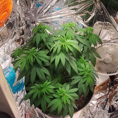 GDP growlog photo: ❤️ 