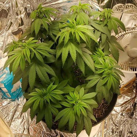 GDP growlog photo: ❤️ 