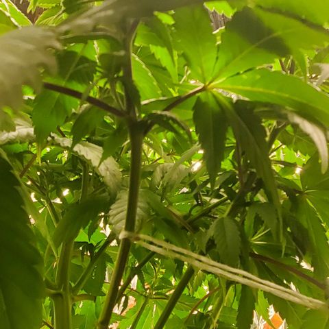 GDP growlog photo: ❤️ 