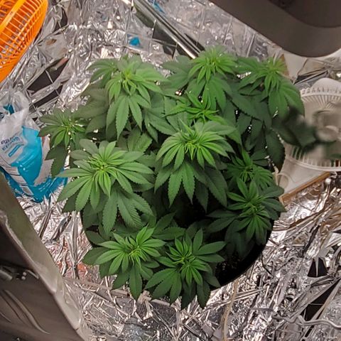 GDP growlog photo: ❤️ 