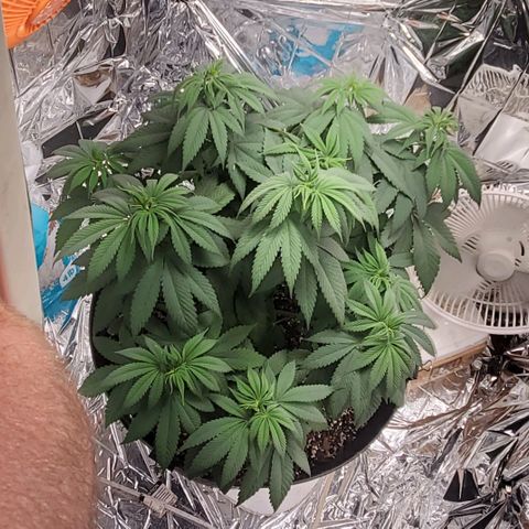 GDP growlog photo: ❤️ 