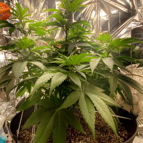 GDP growlog photo: ❤️ 