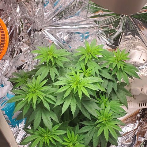 GDP growlog timeline photo