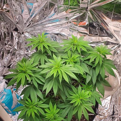 GDP growlog photo: ❤️ 