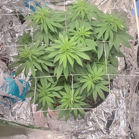 GDP growlog photo: ❤️ 