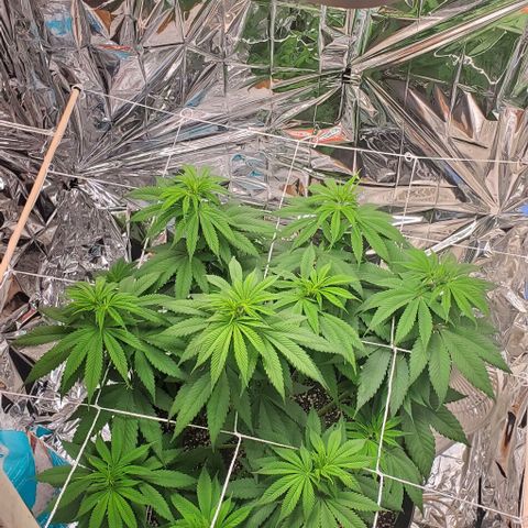 GDP growlog timeline photo