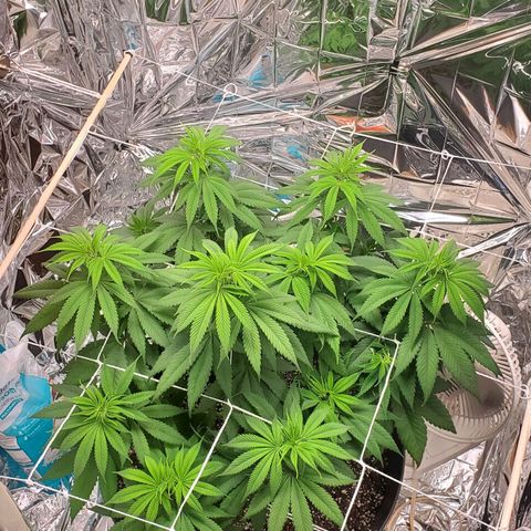 GDP growlog photo: ❤️ 