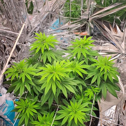 GDP growlog photo: ❤️ 