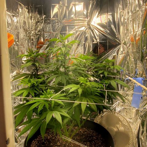GDP growlog photo: ❤️ 