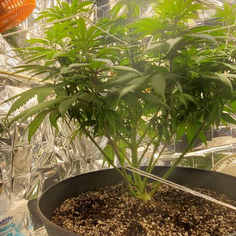 GDP growlog photo: ❤️ 