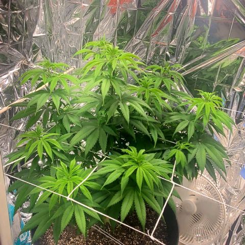 GDP growlog photo: ❤️ 