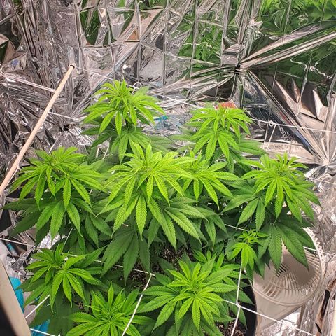 GDP growlog photo: ❤️ 