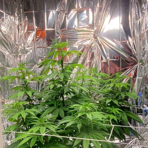 GDP growlog photo: ❤️ 
