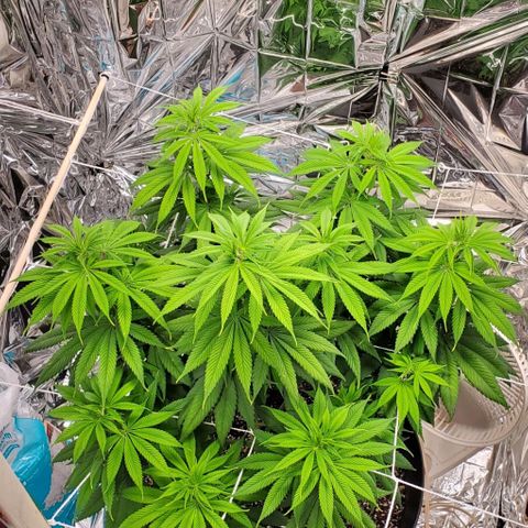 GDP growlog photo: ❤️ 