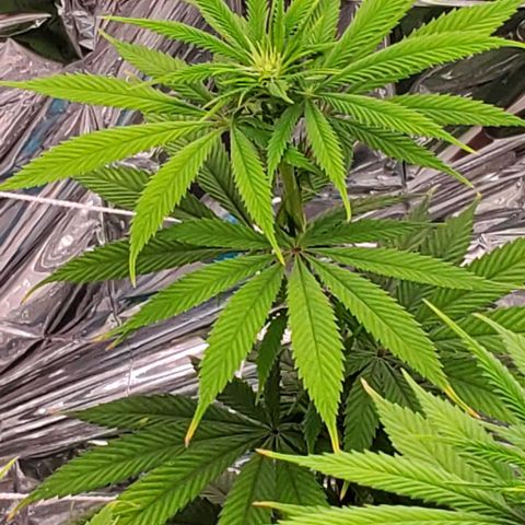 GDP growlog photo: ❤️ 
