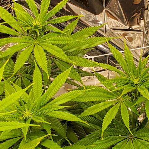 GDP growlog photo: ❤️ 