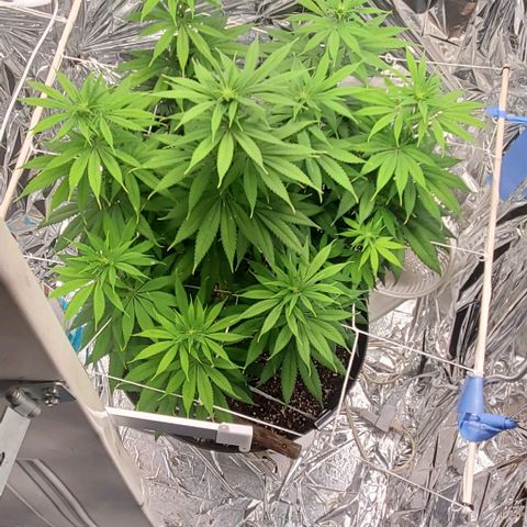 GDP growlog photo: ❤️ 