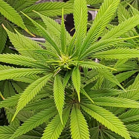 GDP growlog photo: ❤️ 