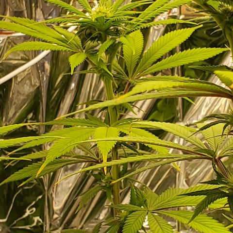 GDP growlog photo: ❤️ 