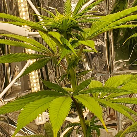 GDP growlog photo: ❤️ 