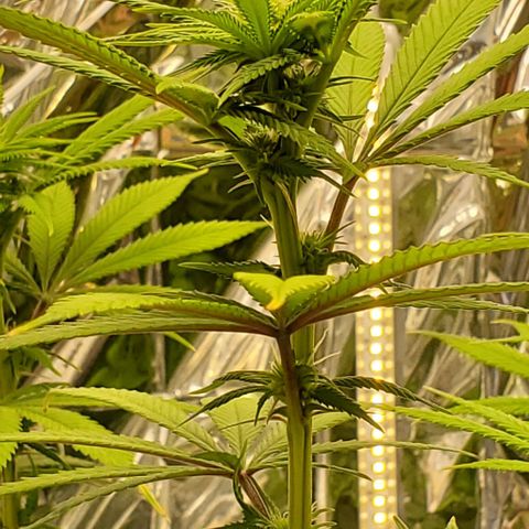 GDP growlog photo: ❤️ 