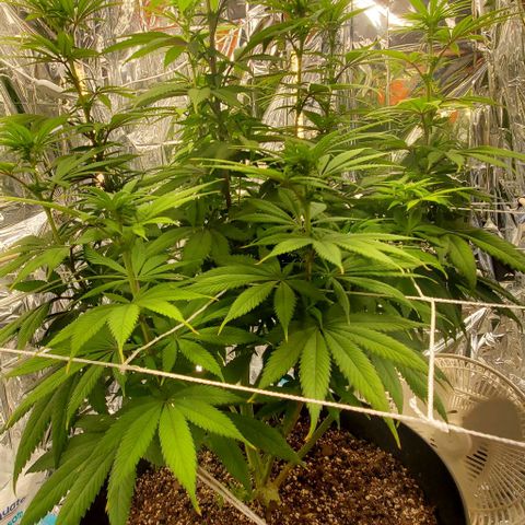 GDP growlog photo: ❤️ 
