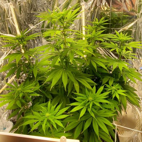 GDP growlog photo: ❤️ 