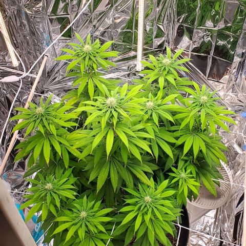 GDP growlog photo: ❤️ 